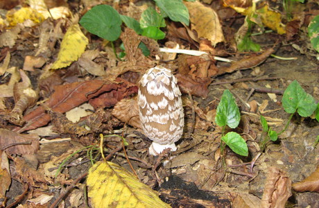 Specht-Tintling (Coprinopsis picacea) - © Bernard Wieser